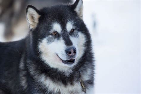 Husky Malamute Mix: Is the Alusky a good family pet? - K9 Web