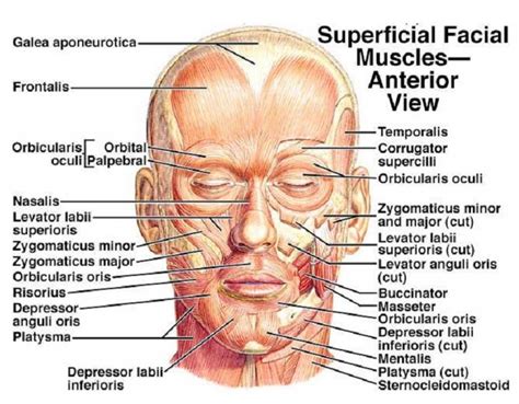 Muscles of the face, Muscle diagram, Head muscles