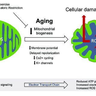 | Mitochondrial dysfunction during aging. Healthy mitochondria produce... | Download Scientific ...