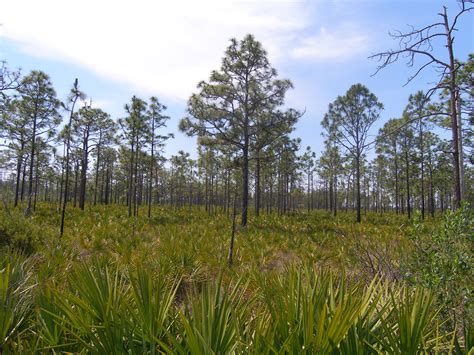 Florida Sand Pine Scrub