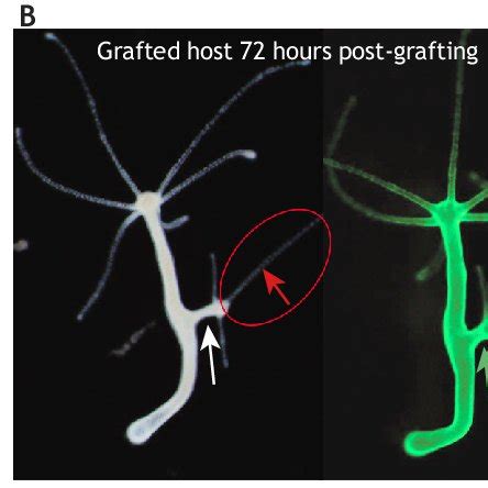 (PDF) Model systems for regeneration: Hydra