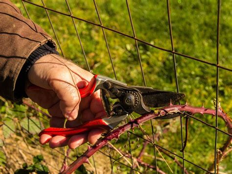 Pruning Blackberry Bushes: How And When To Prune Blackberry Bushes