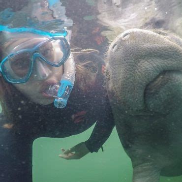 My Guide to Booking the Best Manatee Tours in Crystal River, Florida