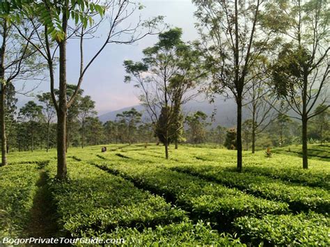 The Beautiful View of Gunung Mas Tea Estate, Puncak - Bogor Private Tour Guide