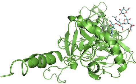 Structure and function of beta-2-glycoprotein i in sle and aps | UCL Department of Biochemical ...