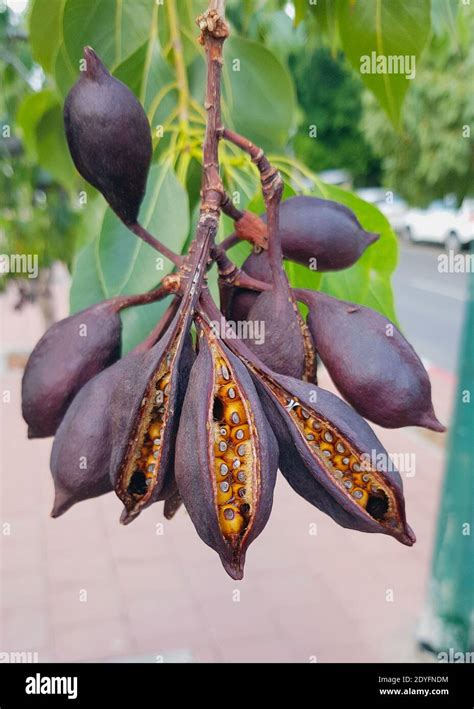 Fruits de l'arbre Brachychiton populneus ou kurrajong. Une plante ...