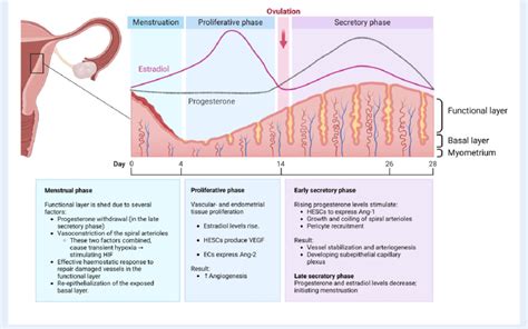 The human endometrial cycle during normal physiological menstruation.... | Download Scientific ...