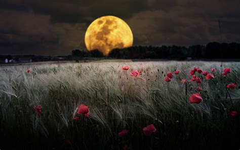 Wallpaper Harvest Moon HD - Live Wallpaper HD