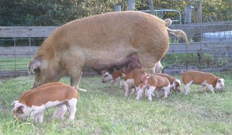 Hereford Breed: The first hogs known as Herefords originated on the ...