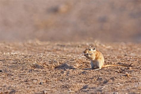 Of Rats, Gerbils, and Men | The New Yorker