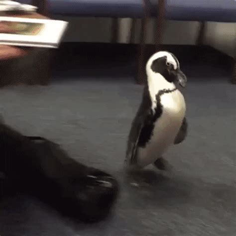 Pinguin GIF by The Videobook - Find & Share on GIPHY