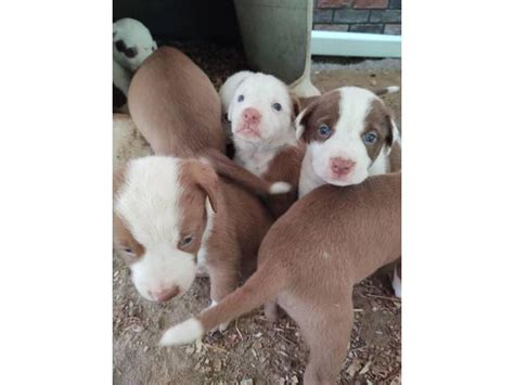 Brown and white labrabull puppies Augusta - Puppies for Sale Near Me