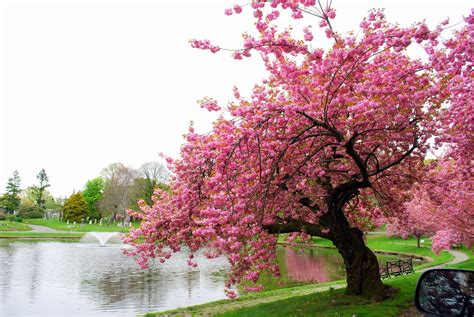 Mille Fiori Favoriti: Pink Saturday - Pink Trees