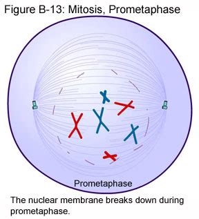 Prometaphase Diagram - Wiring Diagram Pictures