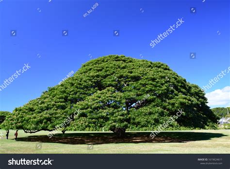 38 Moanalua Gardens Images, Stock Photos & Vectors | Shutterstock