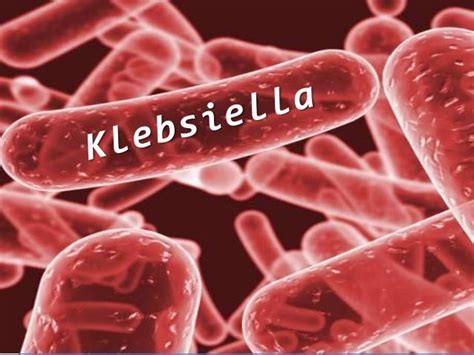 Klebsiella