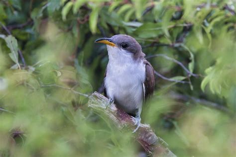 Capturing the Elusive Yellow-billed Cuckoo | Steve Creek Wildlife ...