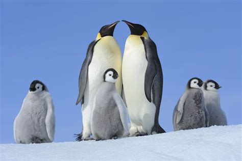 Baby penguins die as record low Antarctic ice stokes extinction risk