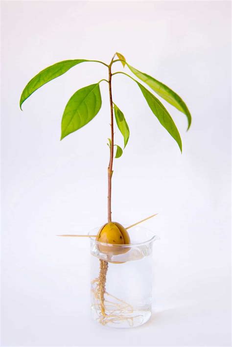 How to Grow an Avocado Tree from Seed - Gardening