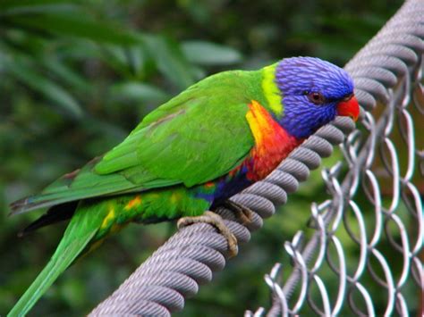 Australian Birds The Best Documentary | VIDEOCLIP !!! | Pinterest | Australia, Of and Videos