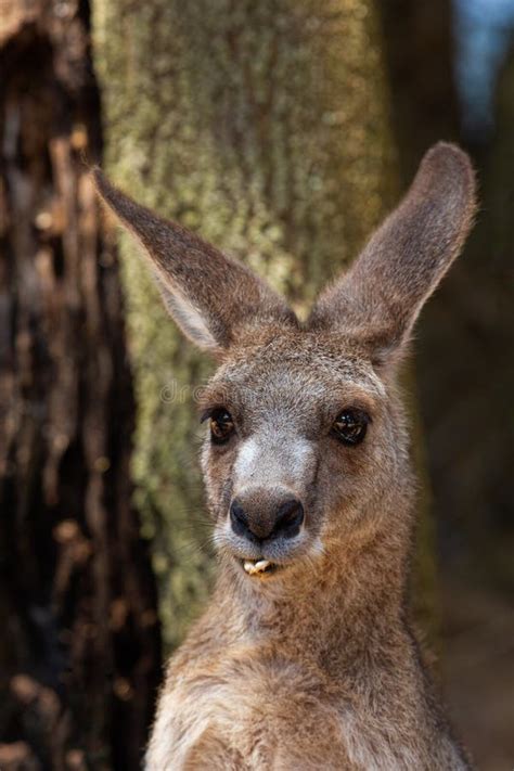 Australian kangaroo stock image. Image of funny, wallaby - 272374801