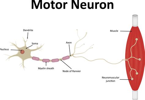 Motor Neuron: Function, Types, And Structure