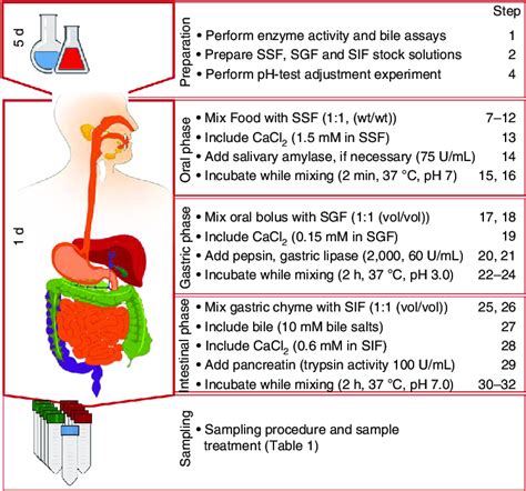 Food Digestion Time Chart