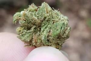 Frosted Flakes | Marijuana Strain Reviews | AllBud