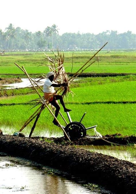 Walk by the #backwater villages and you get to see some old world agriculture technology ...