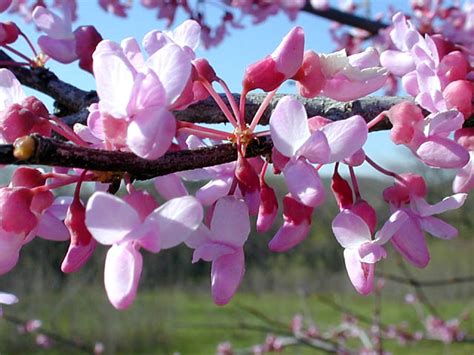 Redbud Tree: Pictures, Images, Photos of Red Bud Shrub