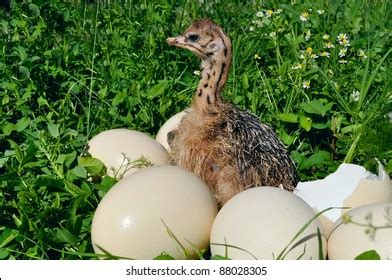 173 Ostrich hatching Stock Photos, Images & Photography | Shutterstock