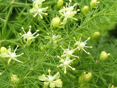 Asparagus Flower - Toro Vegetable