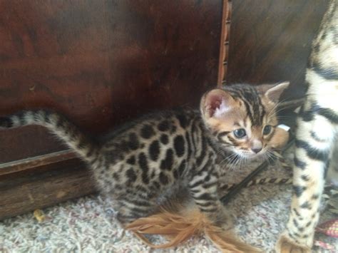 Kittens for Sale — Michigan Bengals