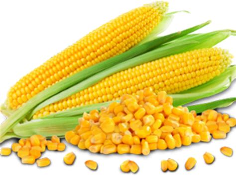 Download Go Foods Pictures Corn Clipart Png Download - PikPng