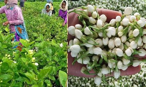 Interested in flower business: Know how to start commercial jasmine ...