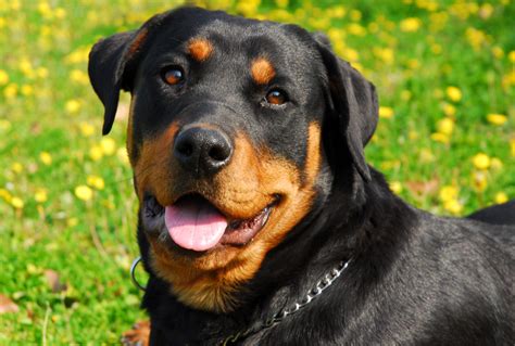 Rottweiler - Temperament, Lifespan, Shedding, Puppy