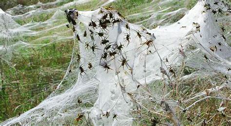 Flying Spiders: The Phenomenon of Ballooning Spiders - Illuzone