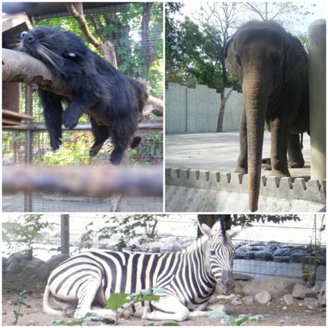 Animals In Manila Zoo