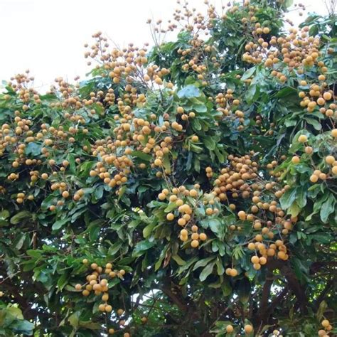 Buy Udara (African Star Apple) Fruit Plant | Greens Of Kerala