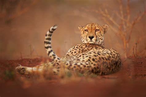 Amazing Photos of Cheetahs in the Wild | Reader's Digest