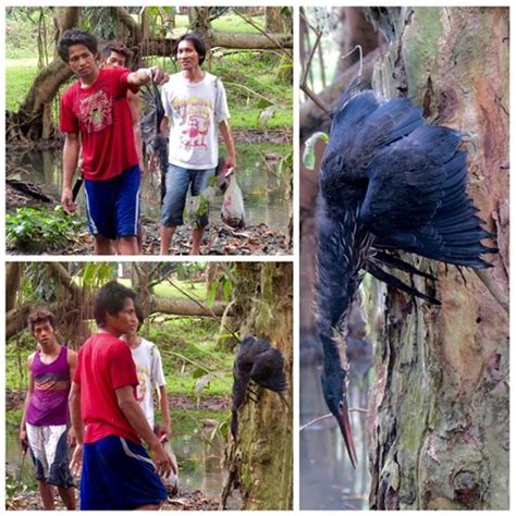 The 5 lesser-known ways killing wildlife ruins the Philippines - Wildlife Journal PH