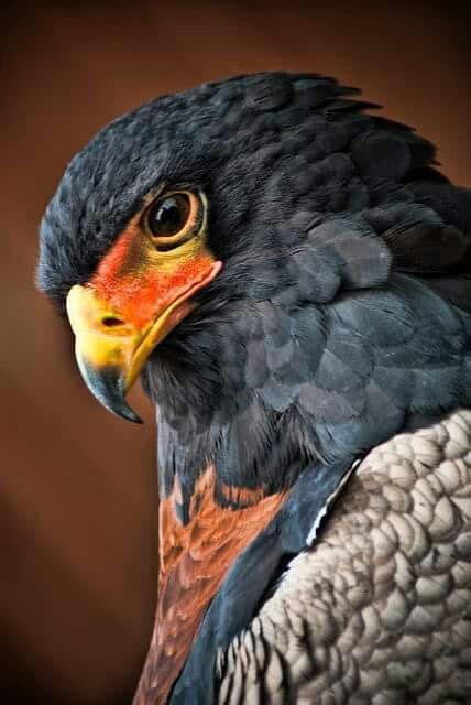 #ave #gavilan | Birds of prey, Animals beautiful, Pet birds