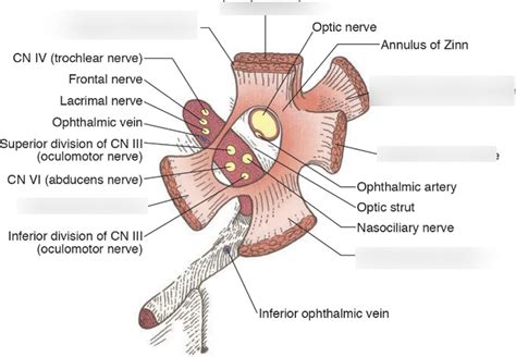 common tendinous ring Diagram | Quizlet