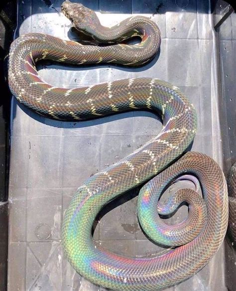 Pin by Shatrovskayanatalya on snake art | Snake, Rainbow snake, Pet snake