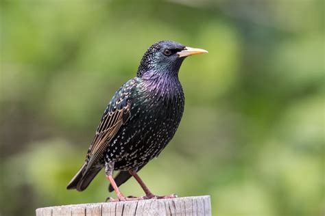 European Starling — Eastside Audubon Society