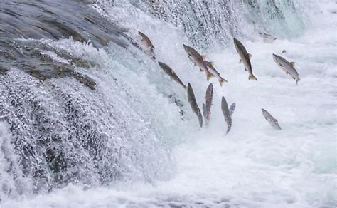 Best Places To See The Salmon Run - WorldAtlas