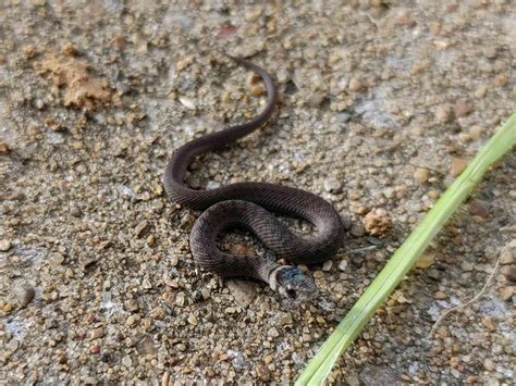 Dekay’s Brown Snake (Storeria dekayi) – Wild Snakes : Education and Discussion