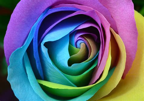 How to Make Rainbow Roses (Including Black Rainbow Roses)