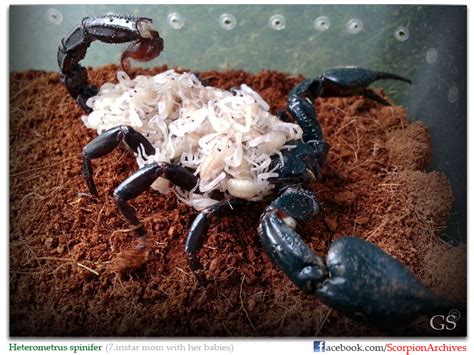 Who "popped" today? (The birth of scorpion babies)