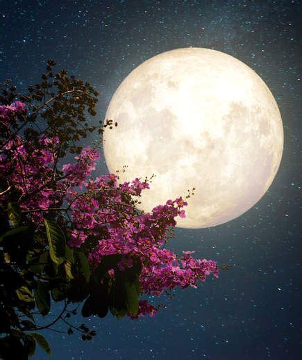 Watch the ‘Flower Moon’ Rise on Wednesday Night | Moon flower, Moon photography, Full moon pictures